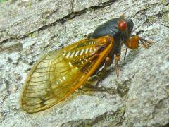(Dwarf Periodical Cicada) on Cottonwood