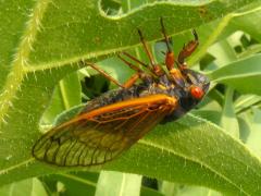 Dwarf Periodical Cicada on Compass Plant