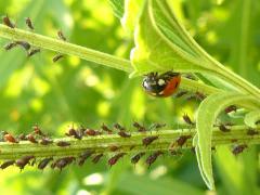 (Brown Ambrosia Aphid and Seven-spotted Lady Beetle)