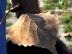 (Cottonwood) Poplar Petiole Gall Aphid gall on Cottonwood