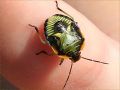 (Green Stink Bug) nymph