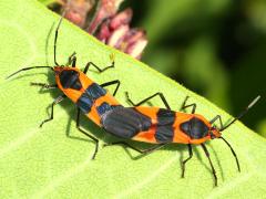 (Large Milkweed Bug) mating