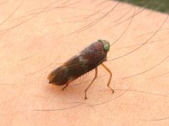 (Coppery Leafhopper) lateral