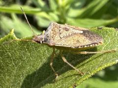 (Brown Stink Bug) lateral