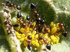 (Oleander Aphid) Crematogaster lineolata Acrobat Ant on Common Milkweed