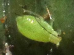 (Aphididae Aphid) dorsal