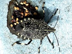 (Yellow-spotted Stink Bug) dorsal