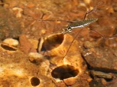 (Common Water Strider) shadow
