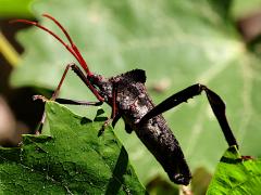 (Giant Leaf-footed Bug) lateral