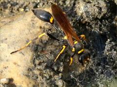 (Yellow-legged Mud-dauber Wasp) lateral