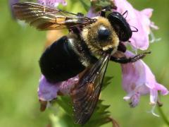 (Eastern Carpenter Bee) on False Dragonhead