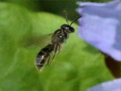 (Dialictus Sweat Bee) flight on Chicory