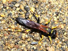 (Yellow-legged Mud-dauber Wasp) crawling