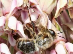European Honey Bee dead on Common Milkweed