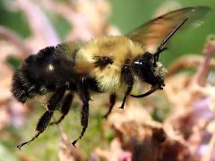 (Two-spotted Bumble Bee) hovering