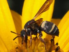 (Two-banded Cellophane-cuckoo Bee) lateral