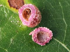 (Bur Oak) Jewel Oak Gall Wasp open gall on Bur Oak