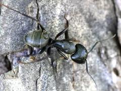 (Black Carpenter Ant) dorsal on Northern Catalpa