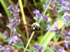 (Eastern Carpenter Bee) male frontal