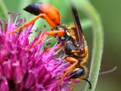 (Great Golden Digger Wasp) lateral
