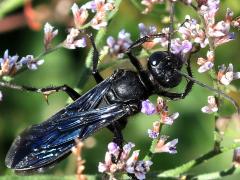 (Great Black Wasp) female dorsal