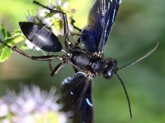 (Great Black Wasp) female wings