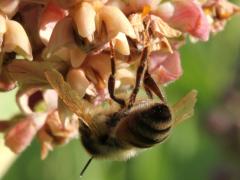 (European Honey Bee) dead on Common Milkweed