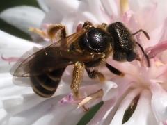 (Ligated Furrow Bee) dorsal