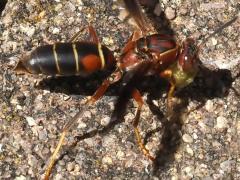 (Dark Paper Wasp) female
