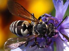 (Lunate Longhorn Cuckoo Bee) dorsal