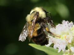 (Common Mountain Mint) Two-spotted Bumble Bee on Common Mountain Mint