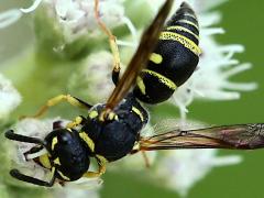 Leionotus Potter Wasp on Common Boneset