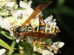 (Dark Paper Wasp) on Common Mountain Mint