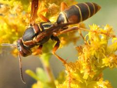(Dark Paper Wasp) dorsal