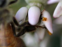 (Common Milkweed) European Honey Bee pollinia on Common Milkweed