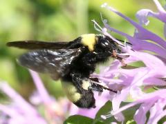 (Black-and-gold Bumble Bee) on Wild Bergamot