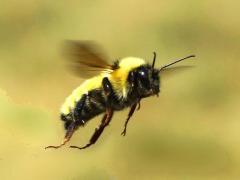 (Yellow Bumble Bee) flying frontal
