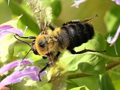 (Brown-belted Bumble Bee) flying