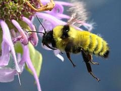 (Yellow Bumble Bee) hovering on Wild Bergamot