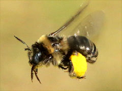 (Drury's Long-horned Bee) female flying