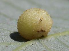 (Jewel Oak Gall Wasp) underside gall on Bur Oak