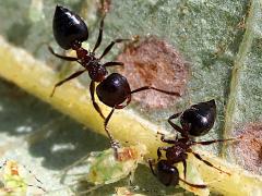 (Cherry Ant females tending Neosymydobius Aphid)