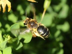 (Wilke's Mining Bee) female flight