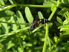 (Fraternal Potter Wasp) flight