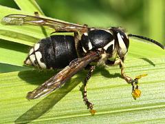 (Bald-faced Hornet) pollinia