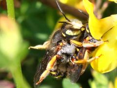 (European Woolcarder Bee) mating on Bird's-foot Trefoil