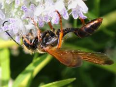 (Elegant Grass-carrying Wasp) lateral
