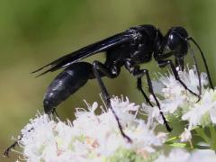 Great Black Wasp female 12 antennomeres on Slender Mountain Mint