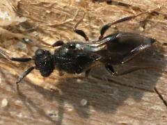 (Megaspilidae Wasp) dorsal