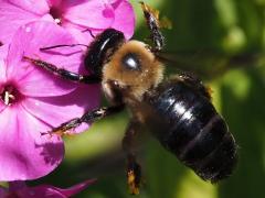 (Eastern Carpenter Bee) pollinia on Garden Phlox